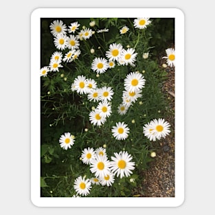 Little White Daisies Sticker